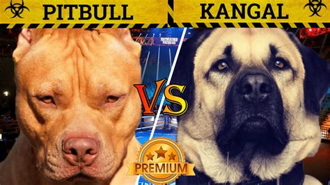 2 de ago. . Kangal vs pitbull who would win
